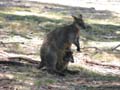 Swamp Wallaby